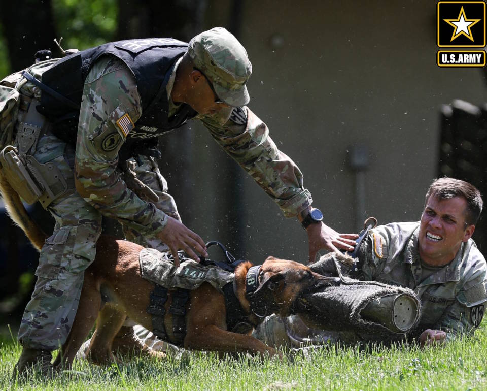 May 11, 2022 - U.S. Army Sgt. Warren Bolden with the 131st Military Working Dog Detachment, Combined Military Working Dog Detachment - Europe, holds a Soldier down on the ground at the Rheinlander Club, Baumholder, Germany for the 2022 International Working Dog Competition. The dog and handler were given a patrolling scenario where they were graded on how well they reacted to a series of different variables on the course. (Image created by USA Patriotism! from U.S. Army photo by Sgt. Katelyn Myers.)