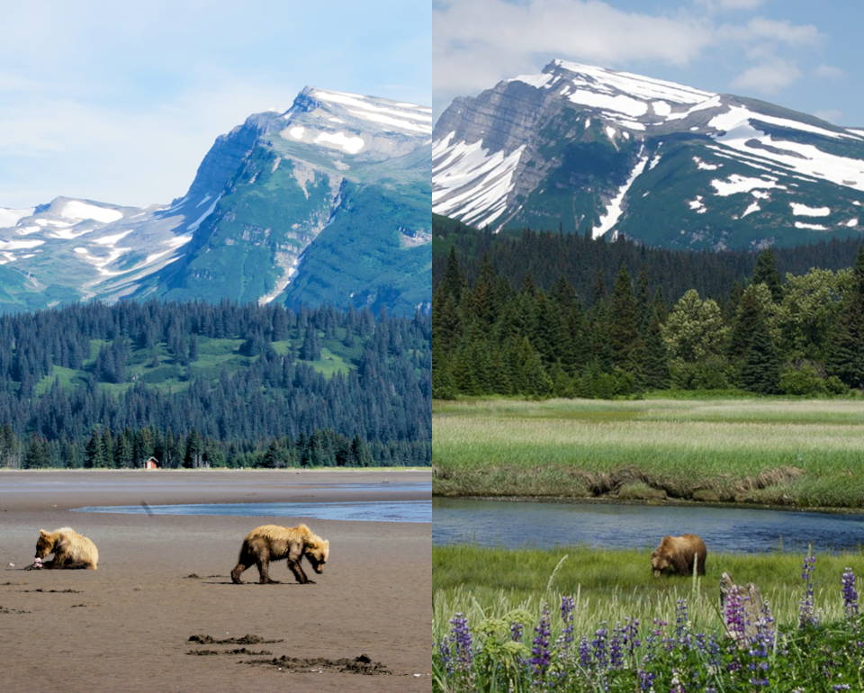 A trip to Silver Salmon Creek on Lake Clark's Cook Inlet coast within Lake Clark National Park offers outstanding bear viewing as the scenes of brown bear siblings enjoy eating salmon on the beach with their mother nearby ready to protect and a lonely male grazing in the sedge meadows illustrate along with sport fishing opportunities. (Image created by USA Patriotism! from U.S. National Park Service photos by J. Kramer and K. Lewandowski.)